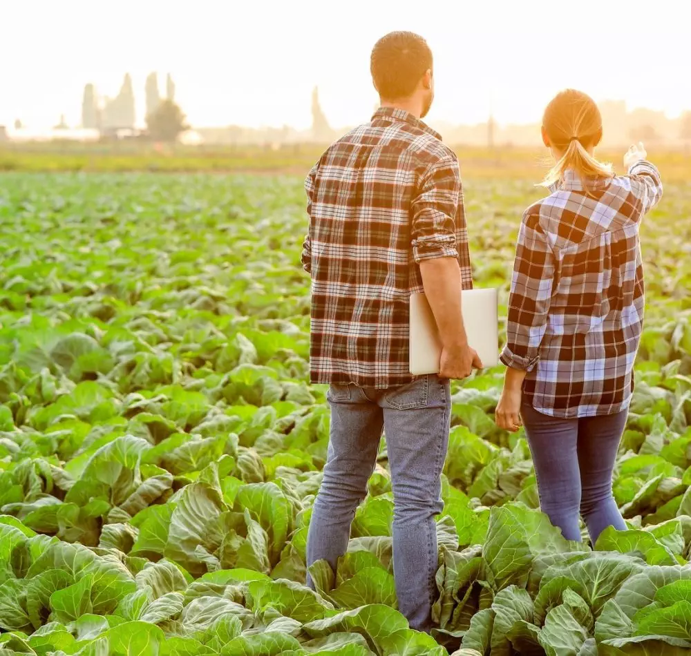 Agricultural engineers working in field